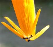  Stamens adnate to base of petal